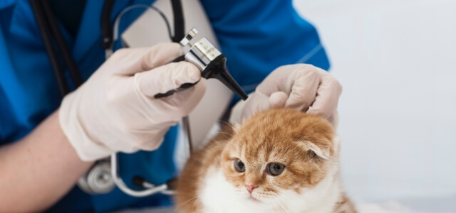 動物病院の集客方法を紹介!適切な広告手段も!