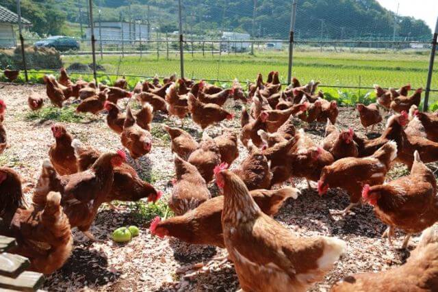 新規事業立ち上げを支援する海辺のテーブルエッグ養鶏場の様子